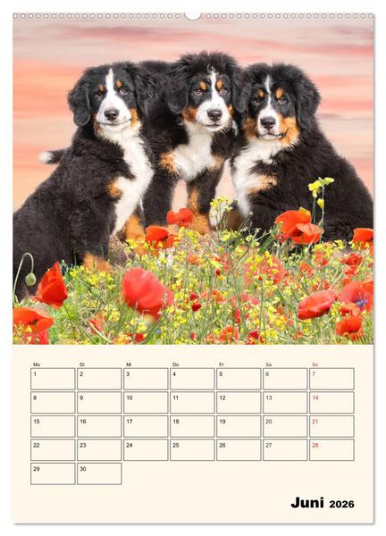 Produktbild: Traumhaft sch&ouml;n - Der Berner Sennenhund (Wandkalender 2026 DIN A2 hoch), CALVENDO Monatskalender