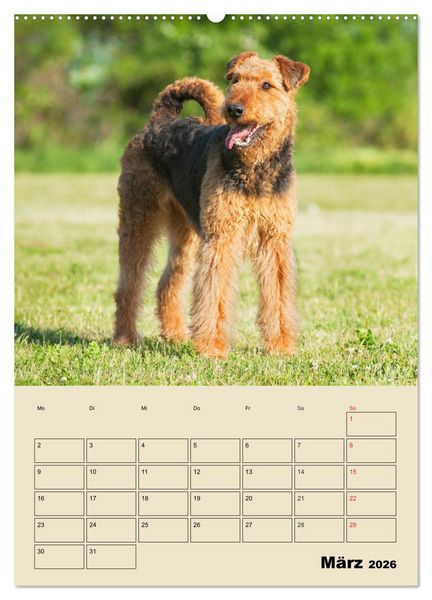 Produktbild: Airedale Terrier - Temperament auf 4 Pfoten (hochwertiger Premium Wandkalender 2026 DIN A2 hoch), Kunstdruck in Hochglanz