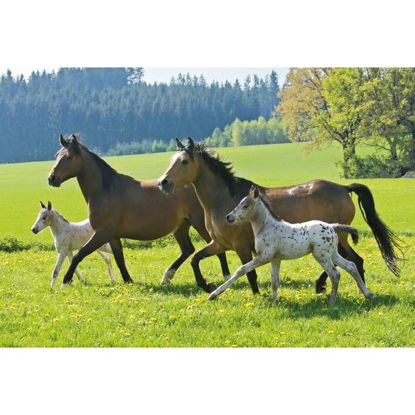 Produktbild: Puzzle Box Schmidt Spiele Pferde im Metallkoffer 2x26, 2x48Teile