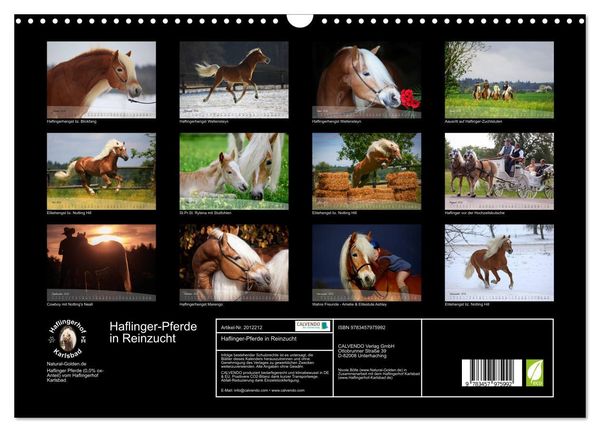 Produktbild: Haflinger-Pferde in Reinzucht (Wandkalender 2026 DIN A3 quer), CALVENDO Monatskalender