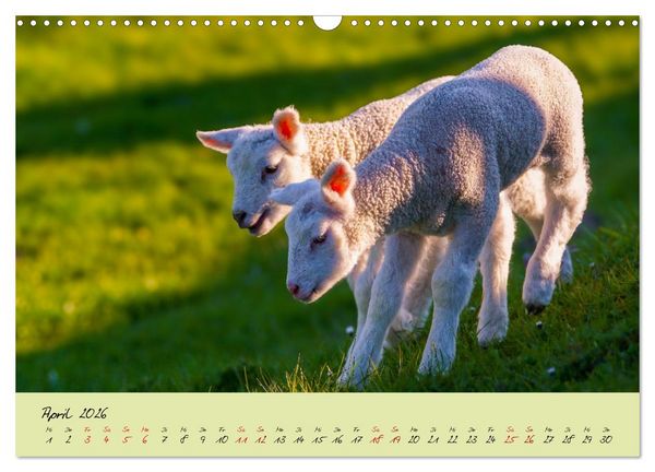Produktbild: Brut- und Setzzeit. Neues Leben entsteht. (Wandkalender 2026 DIN A3 quer), CALVENDO Monatskalender