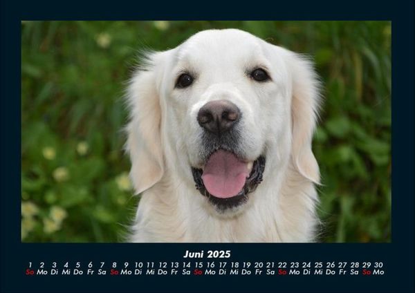 Produktbild: Hundezauber 2025 Fotokalender DIN A4