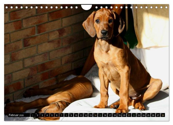 Produktbild: Rhodesian Ridgeback - Ausdrucksstarke Gesichter (Wandkalender 2026 DIN A4 quer), CALVENDO Monatskalender