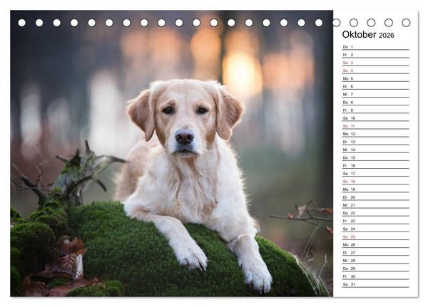 Produktbild: Goldig durch das Jahr! (Tischkalender 2026 DIN A5 quer), CALVENDO Monatskalender