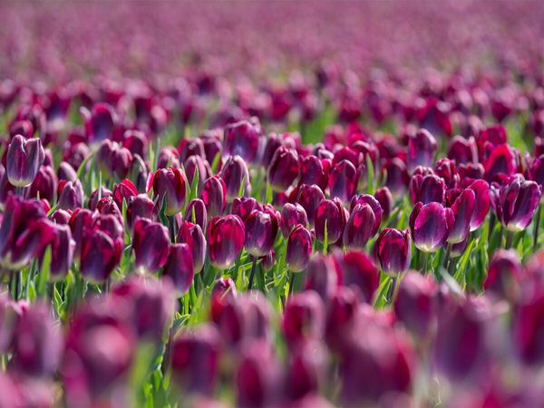 Produktbild: CALVENDO Puzzle Pr&auml;chtiges lila Tulpenfeld in Julianadorp | 1000 Teile Lege-Gr&ouml;&szlig;e 64x48cm Foto-Puzzle f&uuml;r gl&uuml;ckliche Stunden