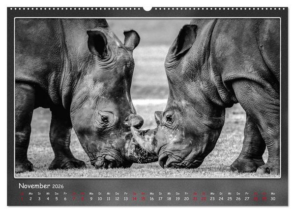 Produktbild: Tieren ins Gesicht geschaut (hochwertiger Premium Wandkalender 2026 DIN A2 quer), Kunstdruck in Hochglanz