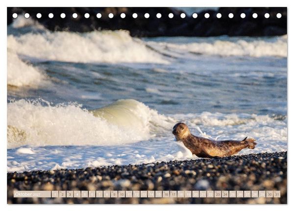 Produktbild: Kegelrobben - Die Kegelrobben von Helgoland (Tischkalender 2027 DIN A5 quer), CALVENDO Monatskalender