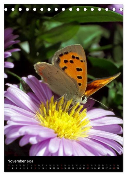 Produktbild: Schmetterlilnge und Blumen (Tischkalender 2026 DIN A5 hoch), CALVENDO Monatskalender