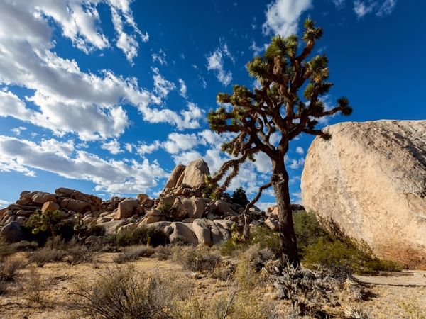 Produktbild: CALVENDO Puzzle Joshua Tree Nationalpark, Kalifornien | 1000 Teile Lege-Gr&ouml;&szlig;e 64 &times; 48 cm Foto-Puzzle f&uuml;r gl&uuml;ckliche Stunden