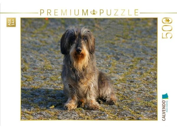 CALVENDO Puzzle Zwergrauhaardackel | 500 Teile Lege-Größe 48 × 36 cm Foto-Puzzle für Erwachsene