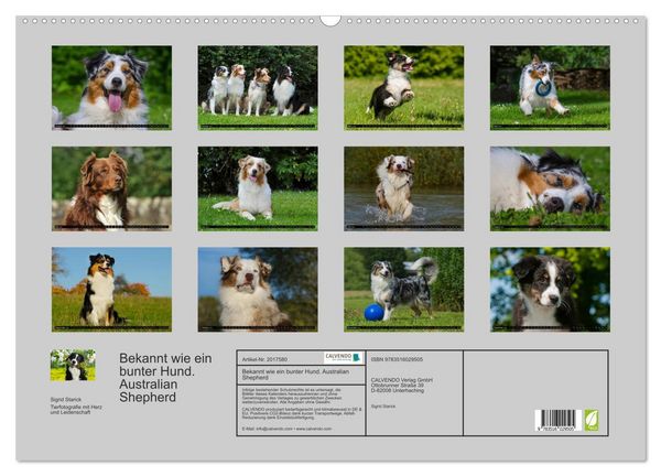 Produktbild: Bekannt wie ein bunter Hund. Australian Shepherd (Wandkalender 2026 DIN A2 quer), CALVENDO Monatskalender