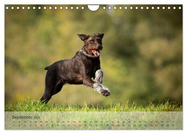 Produktbild: Treue Jagdgef&auml;hrten - Der Deutsch Drahthaar (Wandkalender 2026 DIN A4 quer), CALVENDO Monatskalender