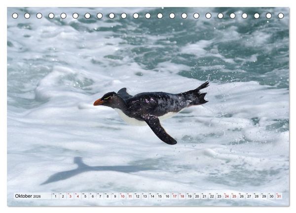 Produktbild: Pinguine der Falkland Inseln (Tischkalender 2026 DIN A5 quer), CALVENDO Monatskalender