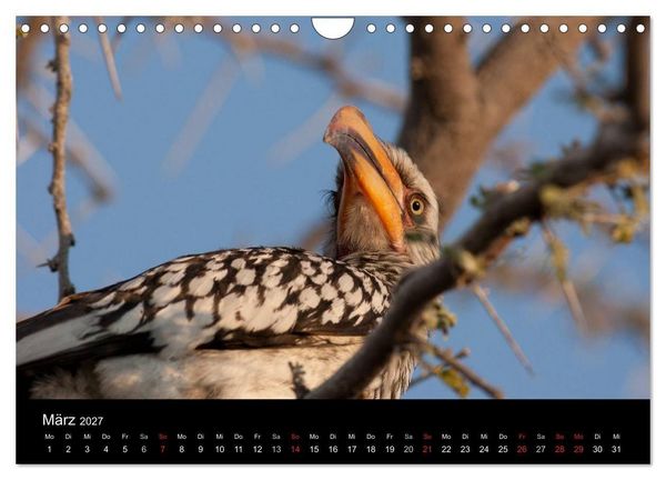 Produktbild: Wildlife Namibia (Wandkalender 2027 DIN A4 quer), CALVENDO Monatskalender
