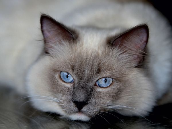 Produktbild: CALVENDO Puzzle Ein Motiv aus dem Kalender Engel auf 4 Pfoten - Ragdolls 2017 | 1000 Teile Lege-Gr&ouml;&szlig;e 64x48cm Foto-Puzzle f&uuml;r gl&uuml;ckliche Stunden