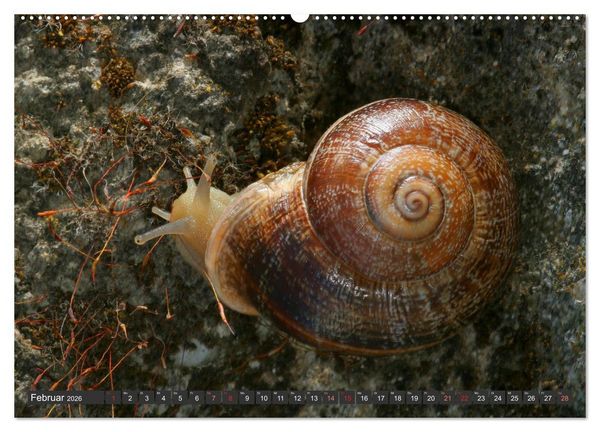 Produktbild: DIE SCHNECKEN EUROPAS (hochwertiger Premium Wandkalender 2026 DIN A2 quer), Kunstdruck in Hochglanz