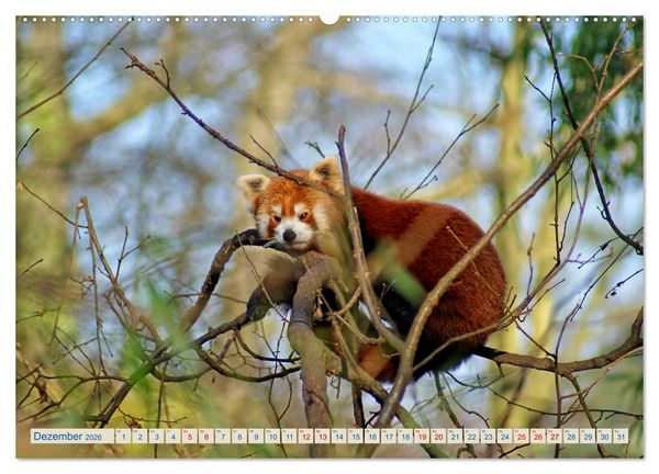 Produktbild: Kleiner Panda auf Entdeckungstour (Wandkalender 2026 DIN A2 quer), CALVENDO Monatskalender