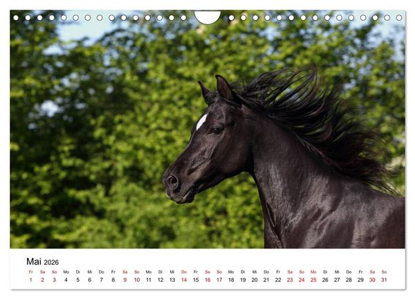 Produktbild: Pferde - im Galopp durch's Jahr 2026 (Wandkalender 2026 DIN A4 quer), CALVENDO Monatskalender