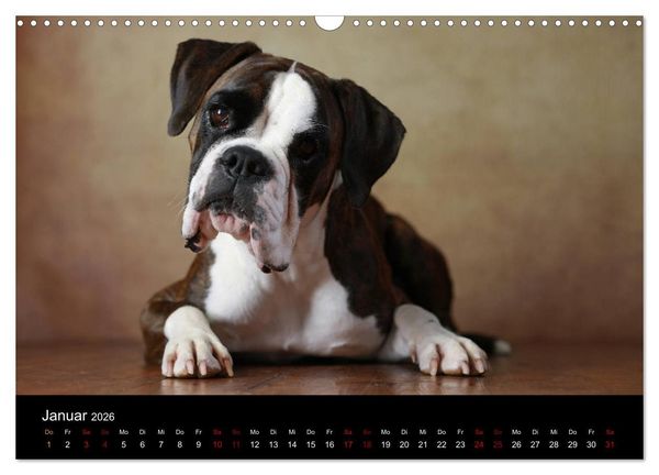 Produktbild: Liebenswerte Boxer (Wandkalender 2026 DIN A3 quer), CALVENDO Monatskalender