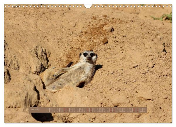 Produktbild: Erdm&auml;nnchen (Wandkalender 2026 DIN A3 quer), CALVENDO Monatskalender