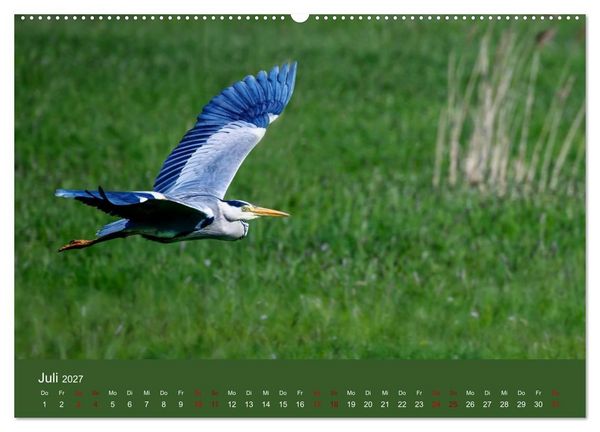 Produktbild: Reiher in der Elbmarsch (hochwertiger Premium Wandkalender 2027 DIN A2 quer), Kunstdruck in Hochglanz