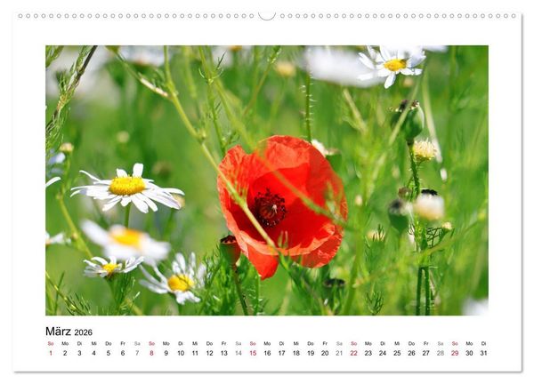 Produktbild: Mohn, zarte Bl&uuml;ten, starke Farben (hochwertiger Premium Wandkalender 2026 DIN A2 quer), Kunstdruck in Hochglanz