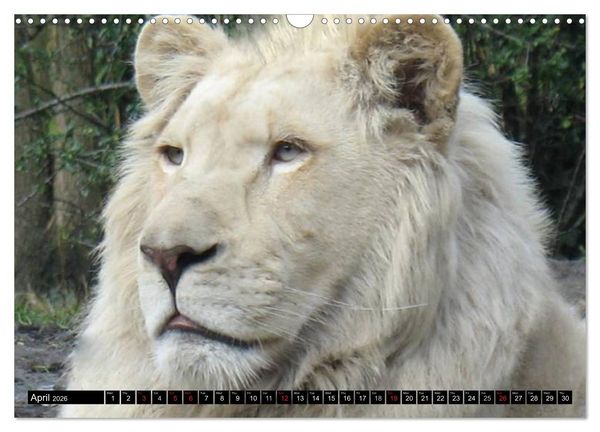 Produktbild: Big Cats &bull; Faces of the most beautiful predators (Wall Calendar 2026 DIN A3 landscape), CALVENDO 12 Month Wall Calendar