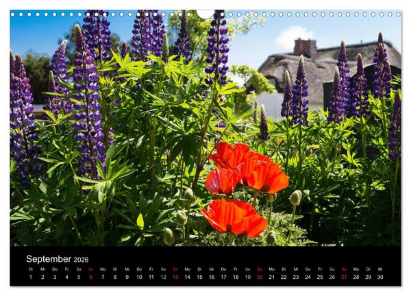 Produktbild: Amrumer Impressionen (Wandkalender 2026 DIN A3 quer), CALVENDO Monatskalender