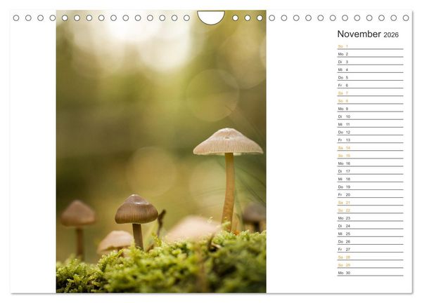 Produktbild: Kleine Wunder vor der Haust&uuml;r (Wandkalender 2026 DIN A4 quer), CALVENDO Monatskalender
