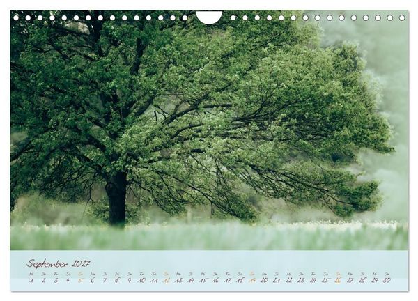 Produktbild: Sch&ouml;nheiten des Waldes (Wandkalender 2027 DIN A4 quer), CALVENDO Monatskalender