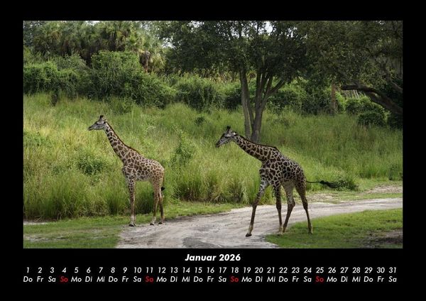 Produktbild: Giraffen 2026 Fotokalender DIN A3