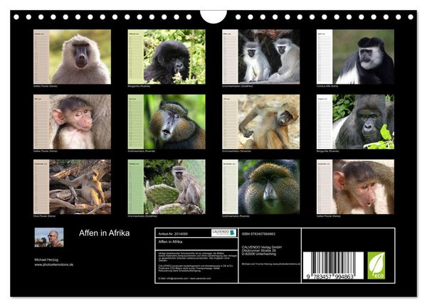 Produktbild: Affen in Afrika (Wandkalender 2026 DIN A4 quer), CALVENDO Monatskalender