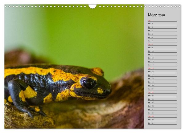 Produktbild: Salamander und Co. (Wandkalender 2026 DIN A3 quer), CALVENDO Monatskalender