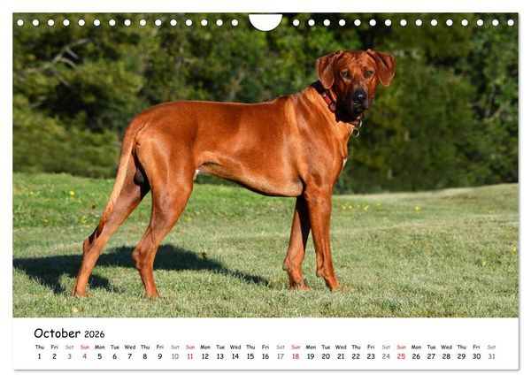 Produktbild: Rhodesian Ridgebacks (Wall Calendar 2026 DIN A4 landscape), CALVENDO 12 Month Wall Calendar