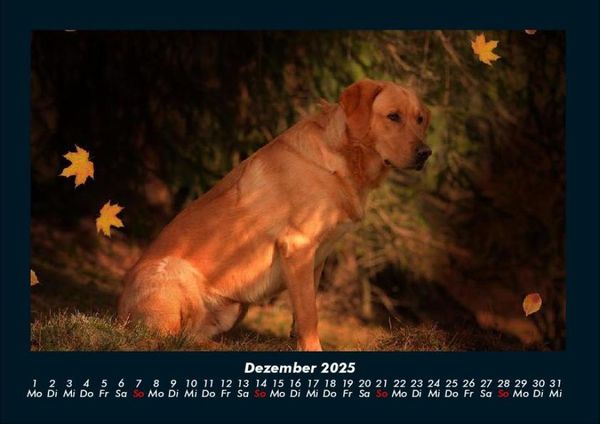 Produktbild: Hundezauber 2025 Fotokalender DIN A4