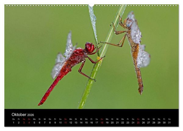 Produktbild: Libellen im Ried (Wandkalender 2026 DIN A2 quer), CALVENDO Monatskalender