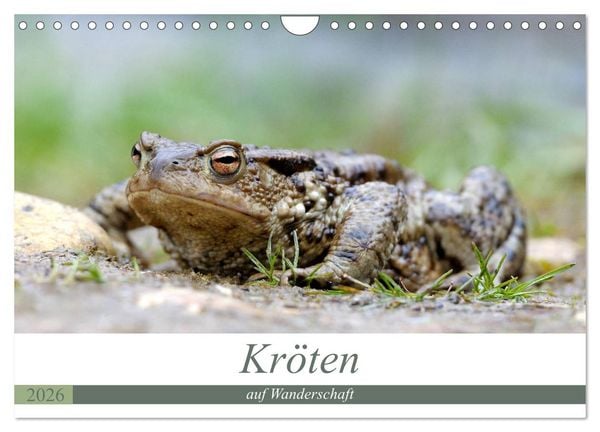 Kröten auf Wanderschaft (Wandkalender 2026 DIN A4 quer), CALVENDO Monatskalender