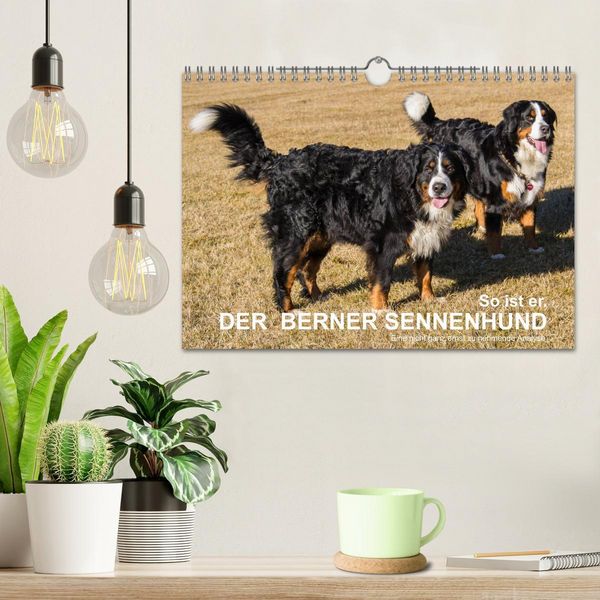 Produktbild: So ist er. Der Berner Sennenhund (Wandkalender 2026 DIN A4 quer), CALVENDO Monatskalender