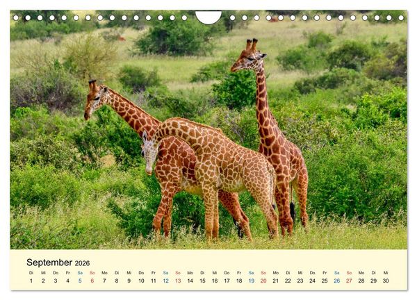 Produktbild: Giraffen, die Sch&ouml;nen der Savanne (Wandkalender 2026 DIN A4 quer), CALVENDO Monatskalender