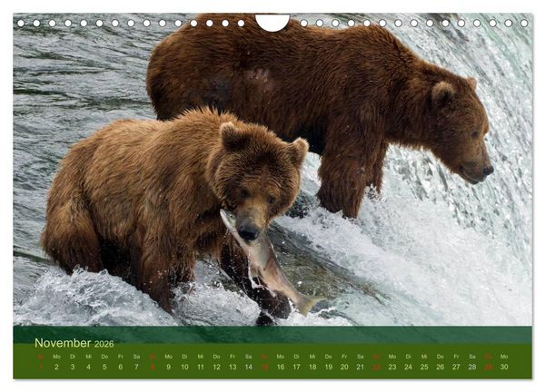 Produktbild: Der B&auml;renkalender 2026 (Wandkalender 2026 DIN A4 quer), CALVENDO Monatskalender