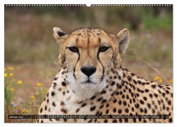 Produktbild: Raubkatzen. Wild, sch&ouml;n und kraftvoll (Wandkalender 2026 DIN A2 quer), CALVENDO Monatskalender