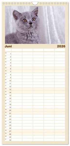 Produktbild: Familienplaner 2026 - Britisch Kurzhaar Katzen mit 5 Spalten (Wandkalender, 21 x 45 cm) CALVENDO