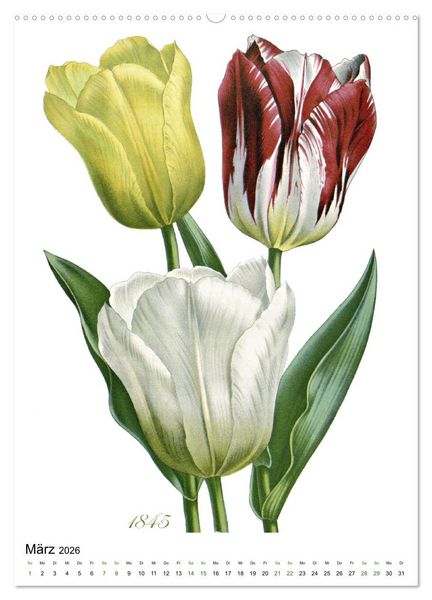 Produktbild: Tulpen - Jahr (hochwertiger Premium Wandkalender 2026 DIN A2 hoch), Kunstdruck in Hochglanz
