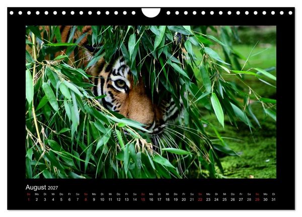 Produktbild: Welt der Katzen - Tiger (Wandkalender 2027 DIN A4 quer), CALVENDO Monatskalender