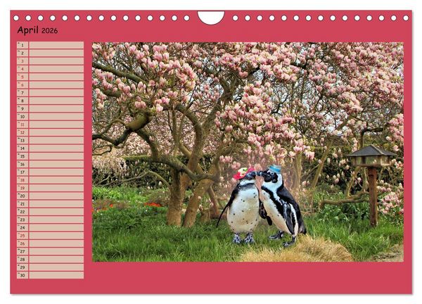Produktbild: Pinguine privat Planer (Wandkalender 2026 DIN A4 quer), CALVENDO Monatskalender