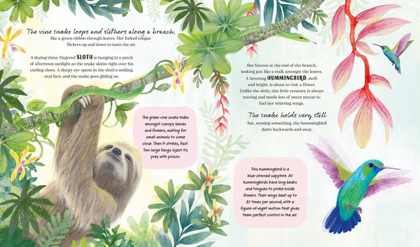 Produktbild: A Rainforest Story