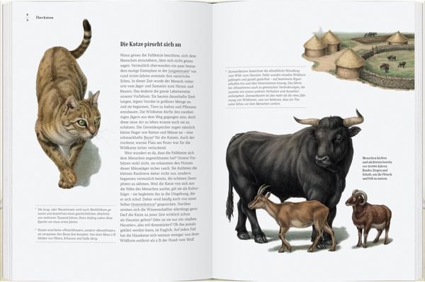 Produktbild: Wie die Katze zu uns kam