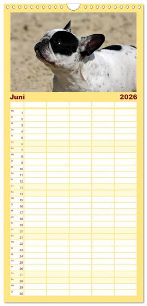 Produktbild: Familienplaner 2026 - Franz&ouml;sische Bulldoggen - Schutzengel auf 4 Pfoten mit 5 Spalten (Wandkalender, 21 x 45 cm) CALVENDO