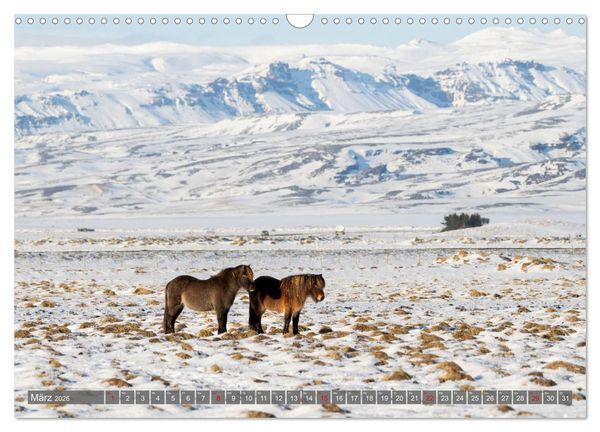 Produktbild: Islandpferde - Reise in ihre wilde Heimat (Wandkalender 2026 DIN A3 quer), CALVENDO Monatskalender