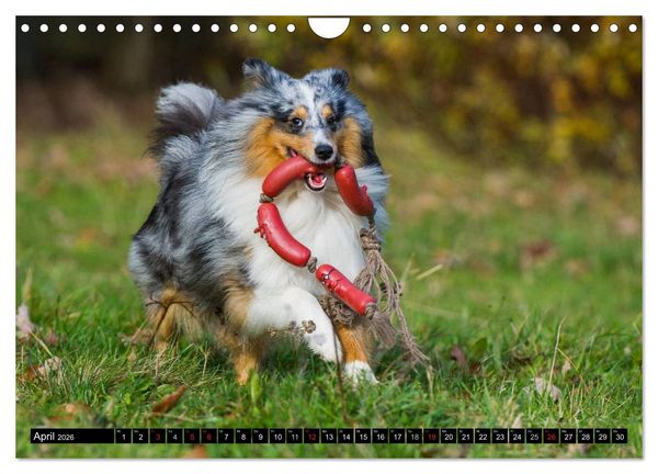 Produktbild: Traumhund Sheltie (Wandkalender 2026 DIN A4 quer), CALVENDO Monatskalender